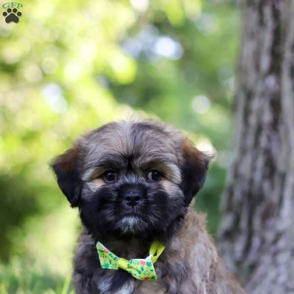 Leo, Lhasa Apso Puppy
