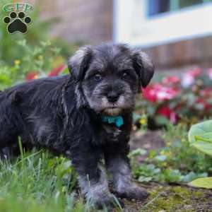 Leo, Miniature Schnauzer Puppy