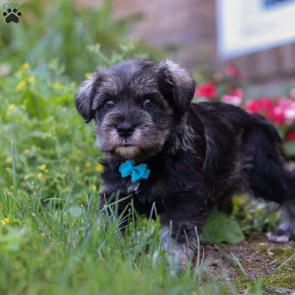 Leo, Miniature Schnauzer Puppy