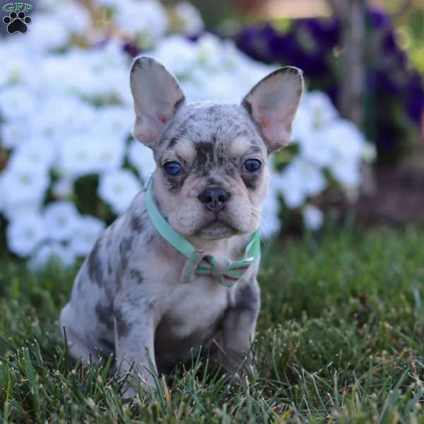 Leo, French Bulldog Puppy