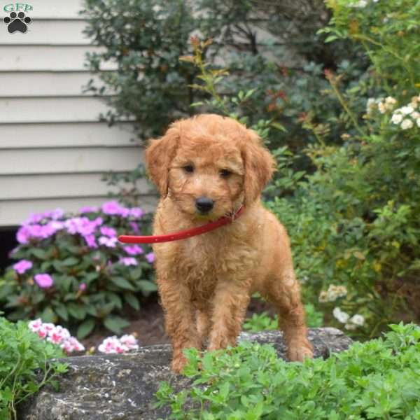 Leo, Mini Goldendoodle Puppy