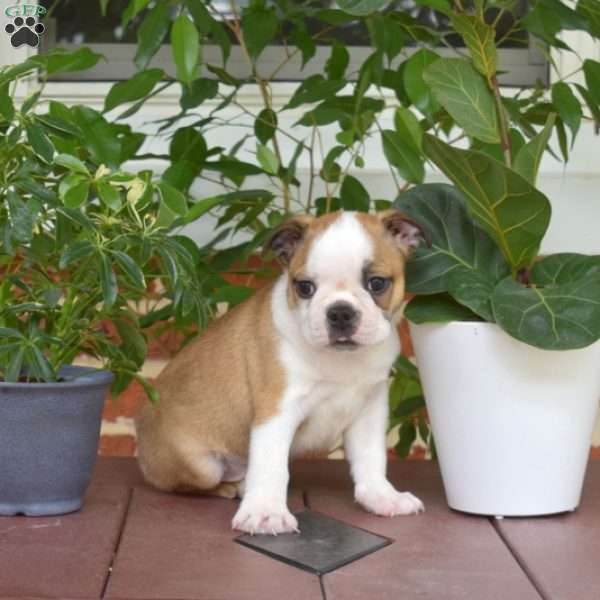 Leo, Boston Terrier Puppy
