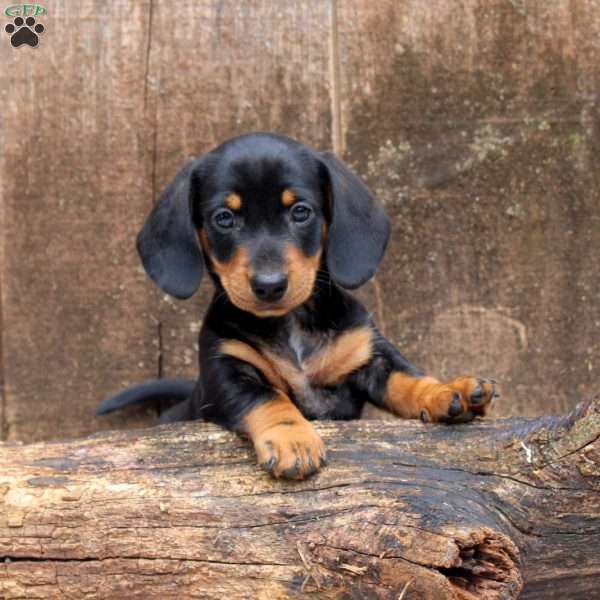 Leo, Dachshund Puppy