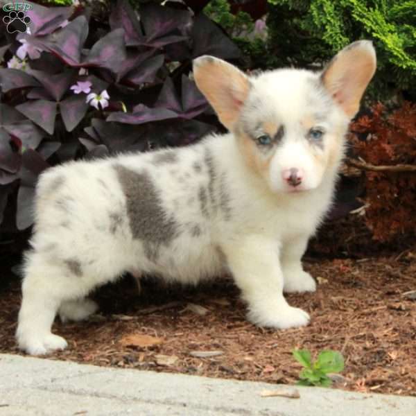 Leo, Pembroke Welsh Corgi Puppy