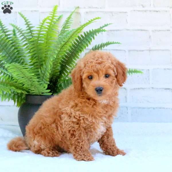 Leo, Mini Goldendoodle Puppy