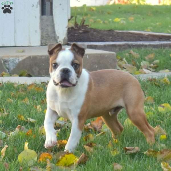 Leo, Boston Terrier Puppy