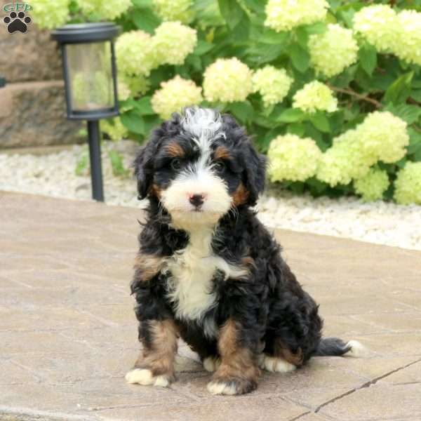 Leo, Mini Bernedoodle Puppy