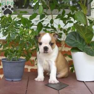 Leo, Boston Terrier Puppy