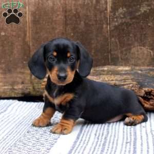Leo, Dachshund Puppy