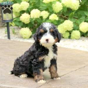 Leo, Mini Bernedoodle Puppy