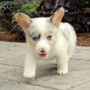 Leo, Pembroke Welsh Corgi Puppy