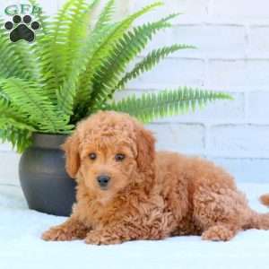 Leo, Mini Goldendoodle Puppy