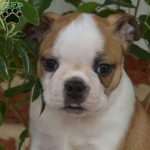 Leo, Boston Terrier Puppy