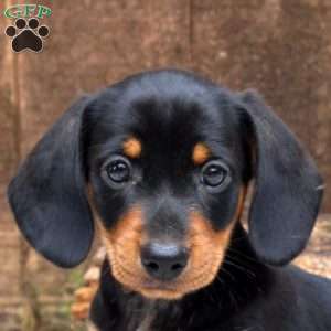 Leo, Dachshund Puppy