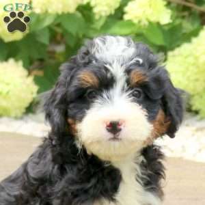 Leo, Mini Bernedoodle Puppy