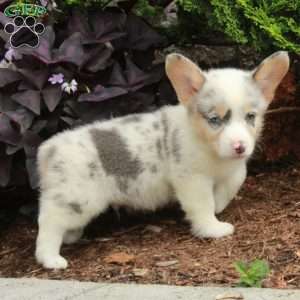 Leo, Pembroke Welsh Corgi Puppy