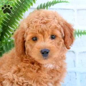 Leo, Mini Goldendoodle Puppy
