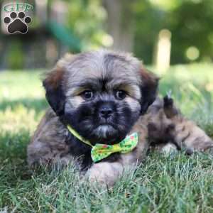 Leo, Lhasa Apso Puppy