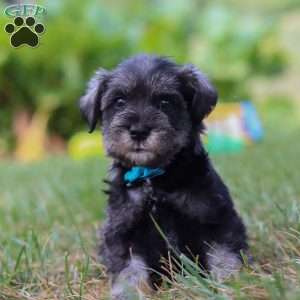 Leo, Miniature Schnauzer Puppy