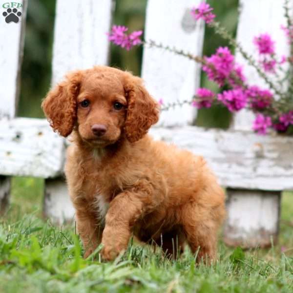 Leon, Cockapoo Puppy