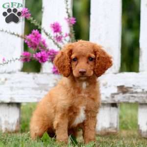 Leon, Cockapoo Puppy