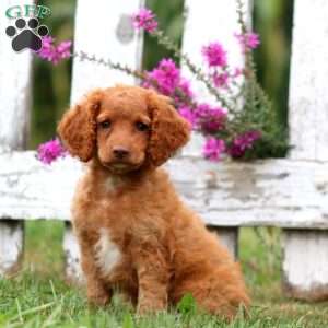 Leon, Cockapoo Puppy