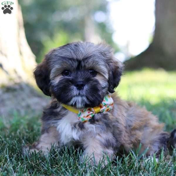 Lesley, Lhasa Apso Puppy