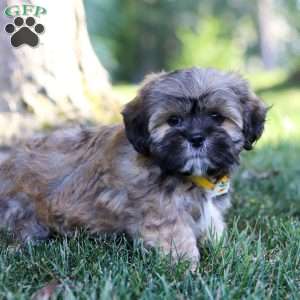 Lesley, Lhasa Apso Puppy
