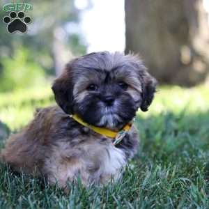 Lesley, Lhasa Apso Puppy