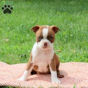 Lester, Boston Terrier Puppy