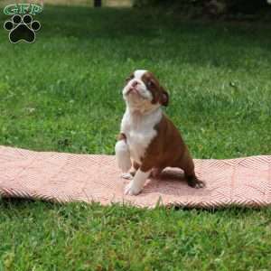 Lester, Boston Terrier Puppy