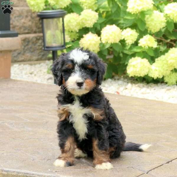 Levi, Mini Bernedoodle Puppy