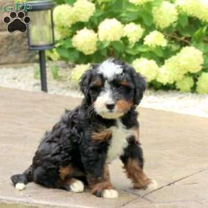 Levi, Mini Bernedoodle Puppy