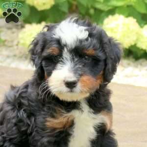 Levi, Mini Bernedoodle Puppy