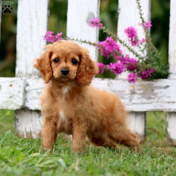 Levi, Cockapoo Puppy