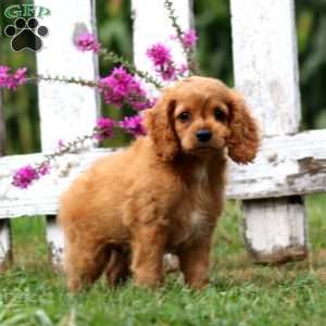 Levi, Cockapoo Puppy