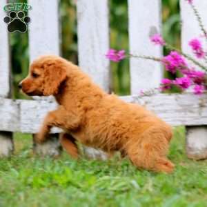 Levi, Cockapoo Puppy