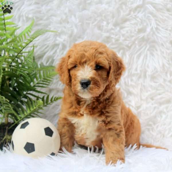 Lewis, Mini Goldendoodle Puppy