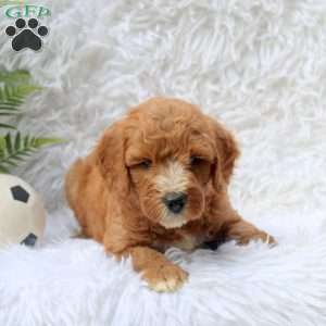 Lewis, Mini Goldendoodle Puppy