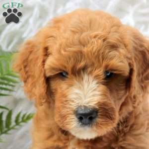 Lewis, Mini Goldendoodle Puppy