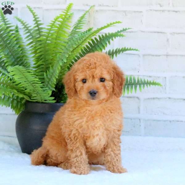 Lex, Mini Goldendoodle Puppy
