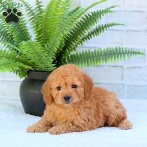 Lex, Mini Goldendoodle Puppy