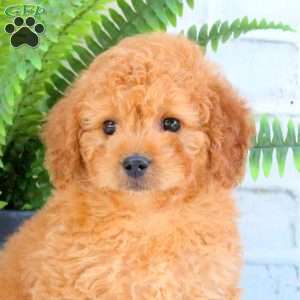 Lex, Mini Goldendoodle Puppy