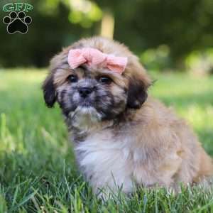 Lexi, Lhasa Apso Puppy
