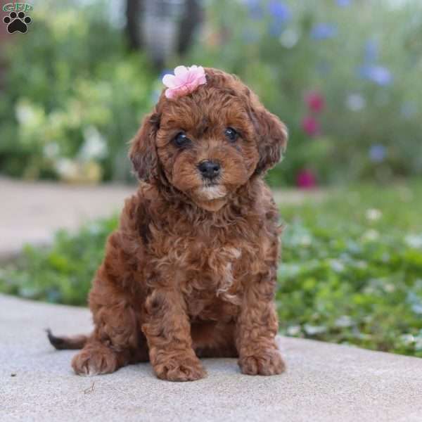 Lexi, Cavapoo Puppy