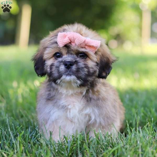 Lexi, Lhasa Apso Puppy
