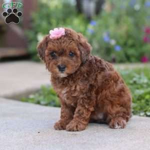 Lexi, Cavapoo Puppy