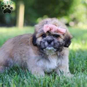 Lexi, Lhasa Apso Puppy