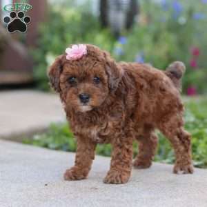 Lexi, Cavapoo Puppy