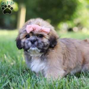 Lexi, Lhasa Apso Puppy